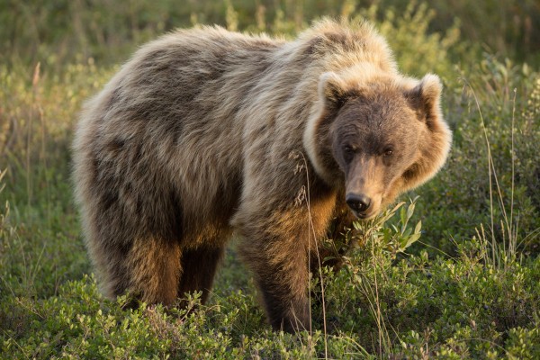 Grizzly in Denali by John Freeman